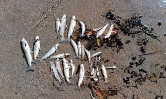 Trovanje Neretve: Zločin nad prirodom i dostojanstvom Bosne i Hercegovine.